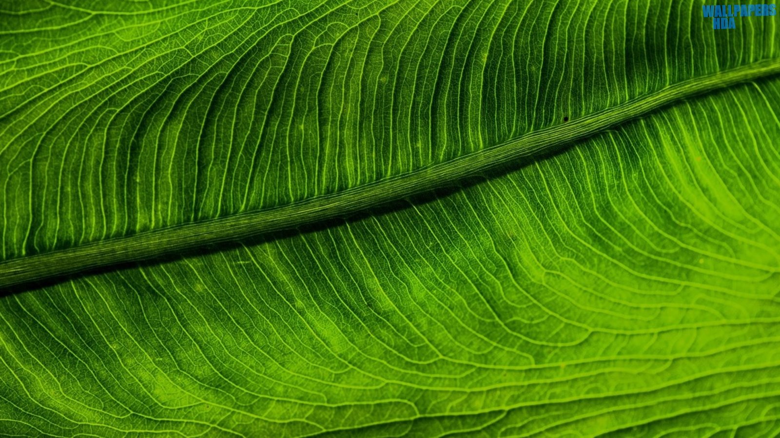 Green leaf 4 wallpaper 1600x900