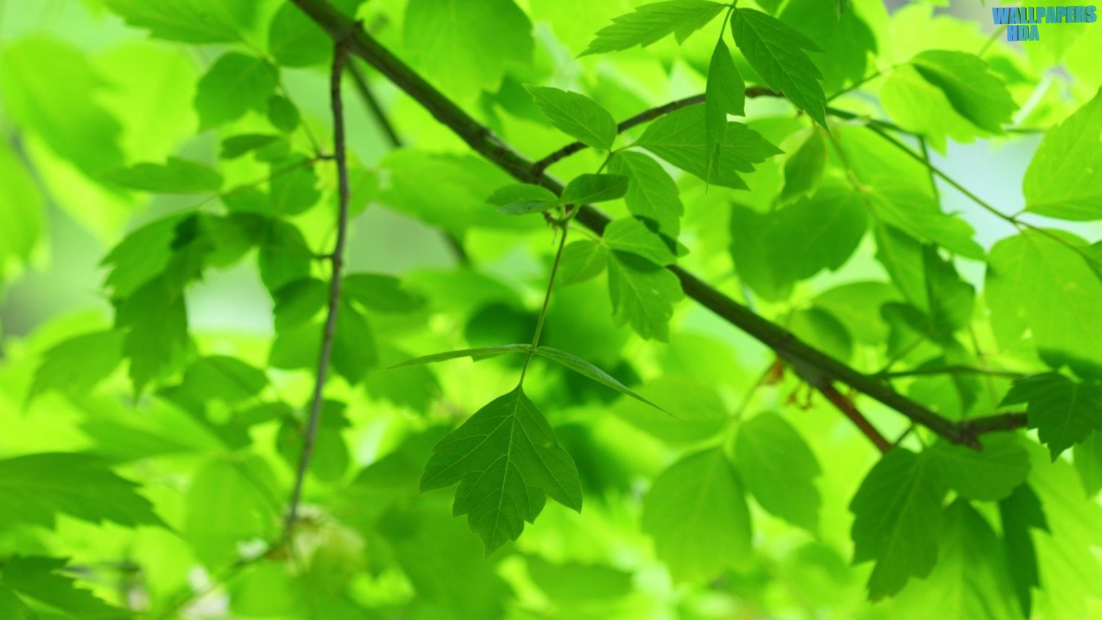 Green leaves and branches wallpaper 1600x900