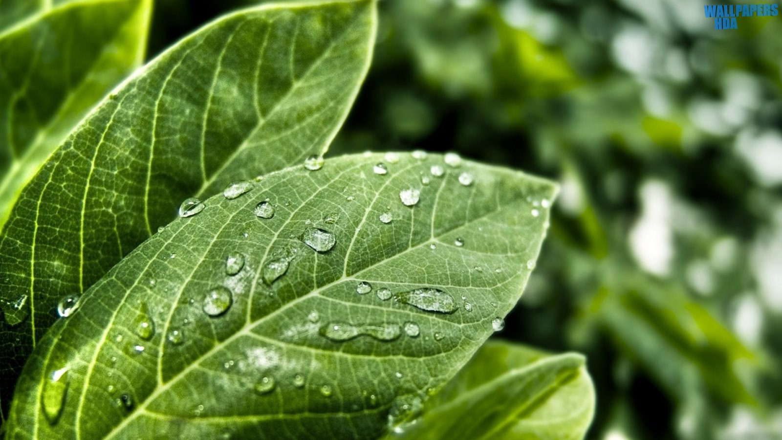 Green leaves with water drops wallpaper 1600x900