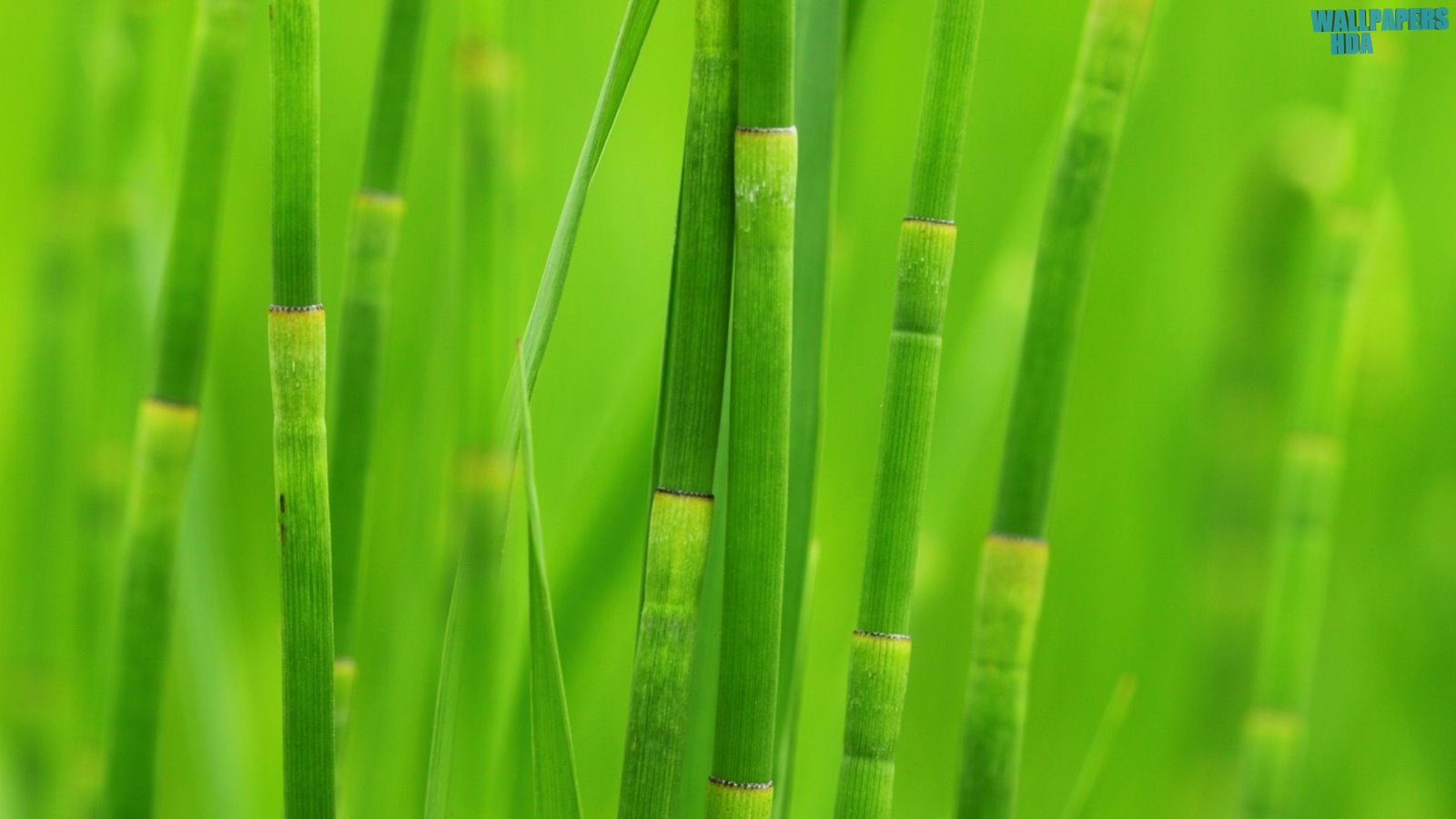 Green reed grass wallpaper 1600x900