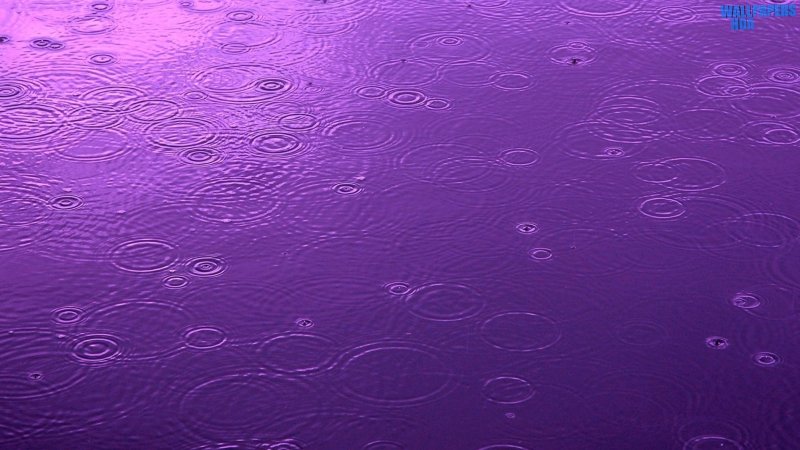 Purple day wallpaper 1600x900