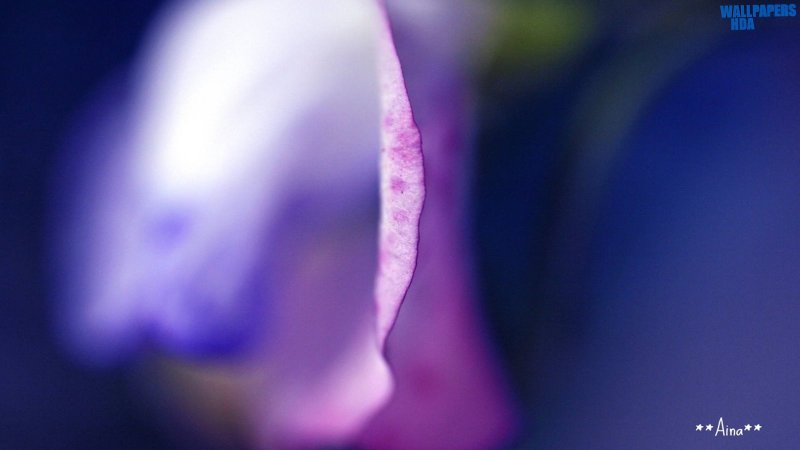 Purple petal wallpaper 1600x900 Article