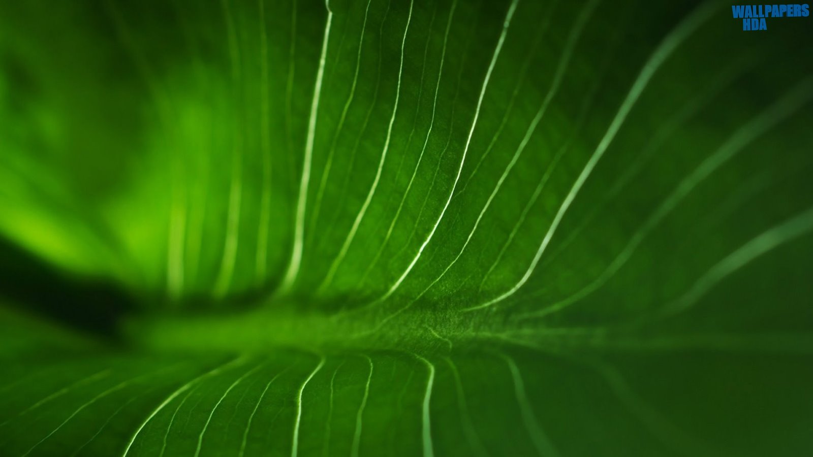 Rainforest leaf wallpaper 1600x900
