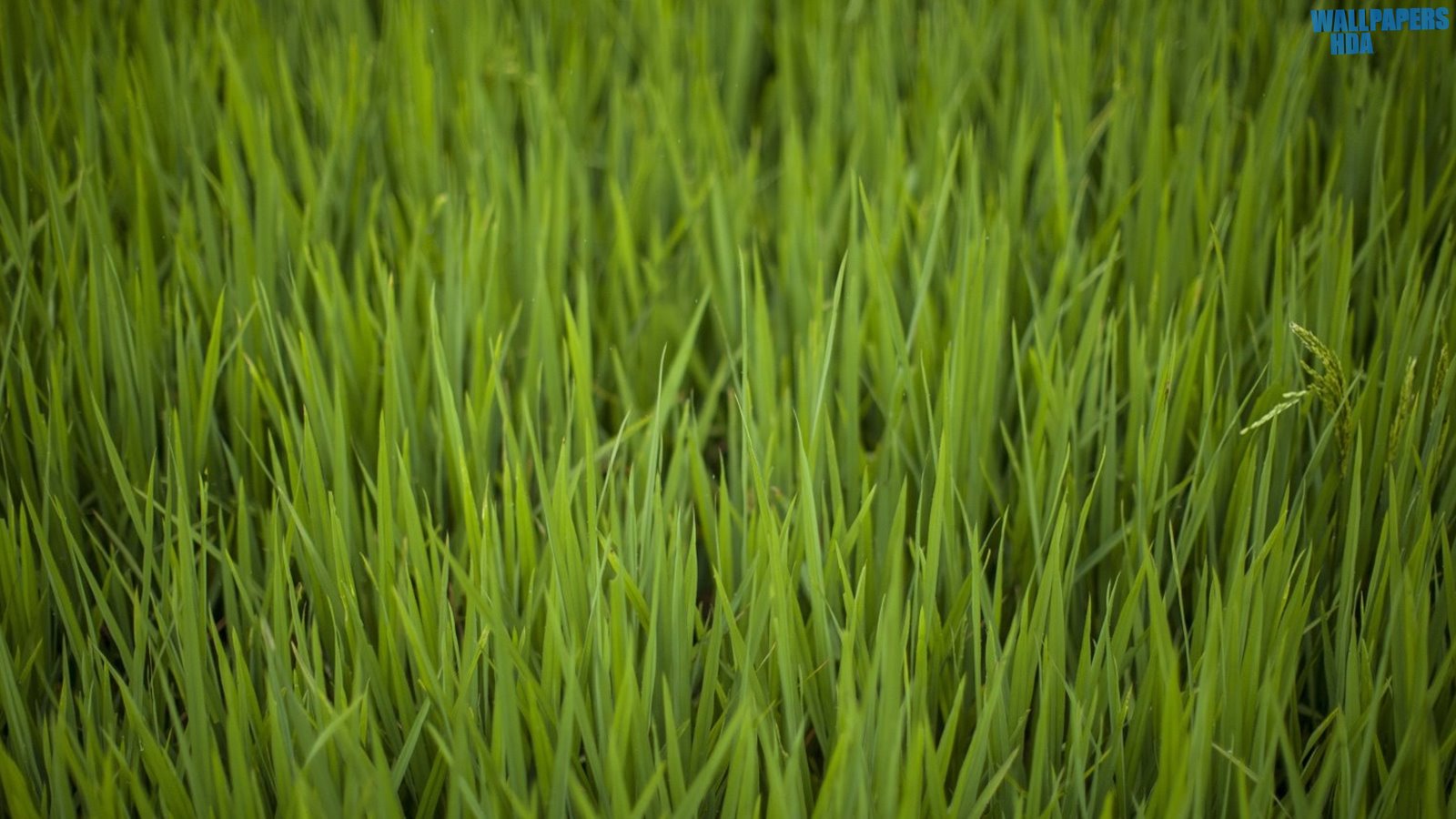 Rice fields wallpaper 1600x900