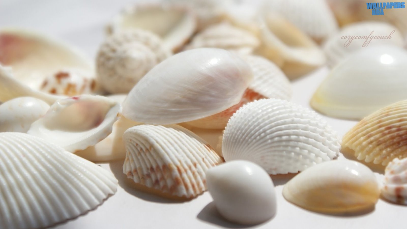 Seashells wallpaper 1600x900