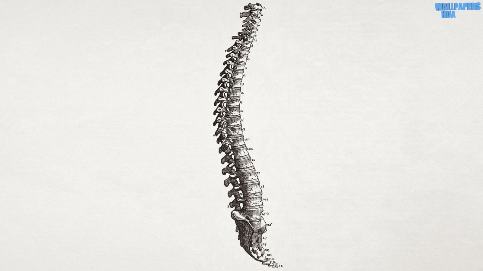 Spine wallpaper 1600x900