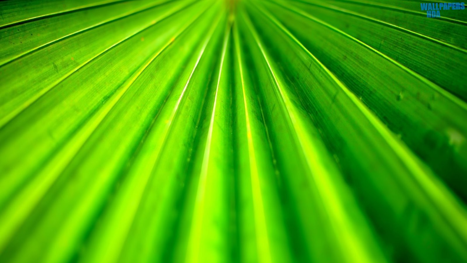Tropical leaf wallpaper 1600x900