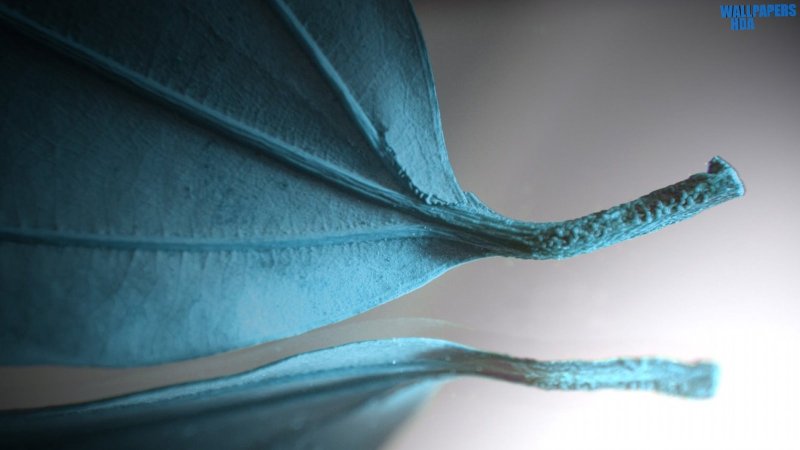 Turquoise leaf wallpaper 1600x900 Article