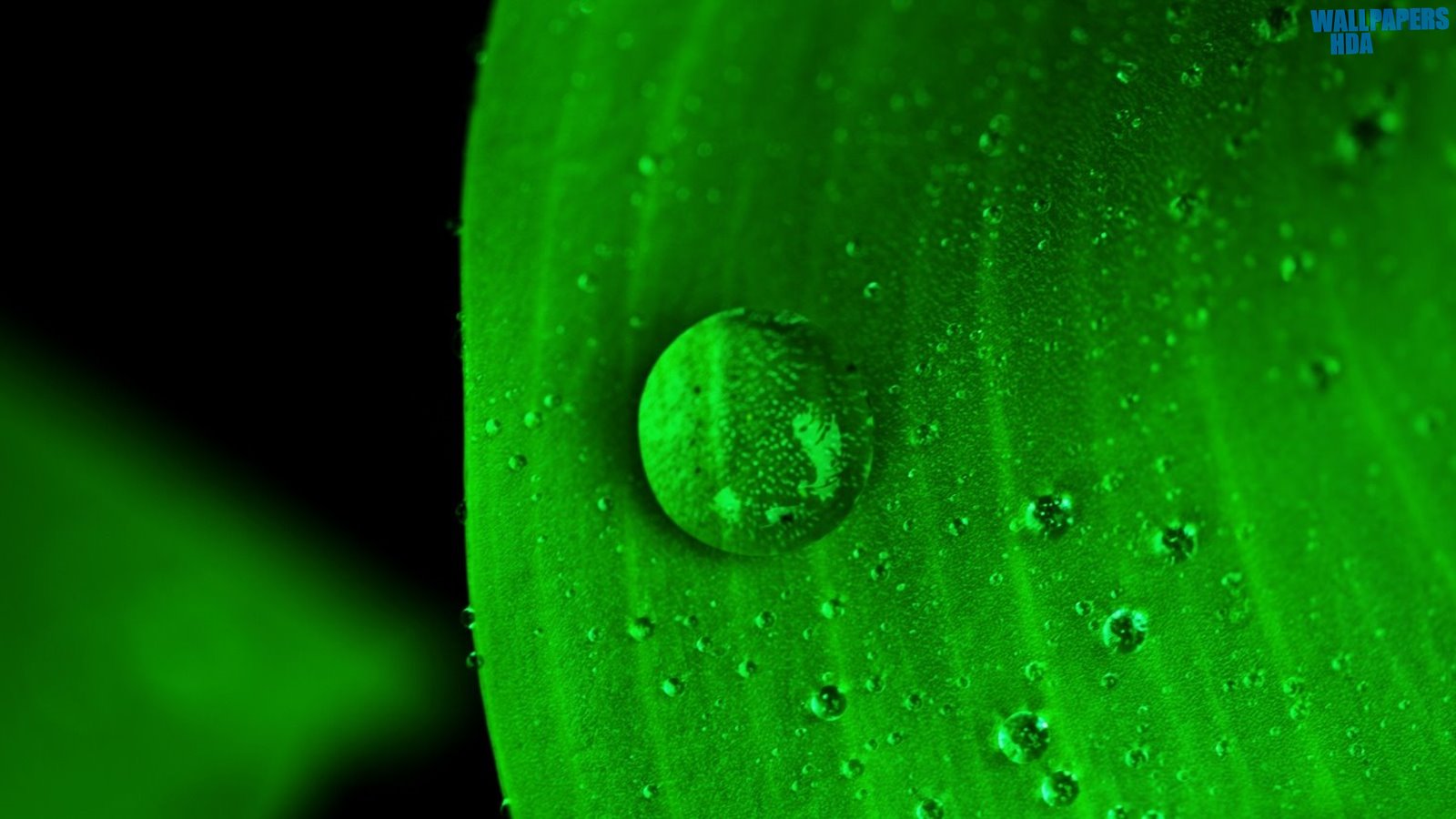 Water drop on green leaf wallpaper 1600x900