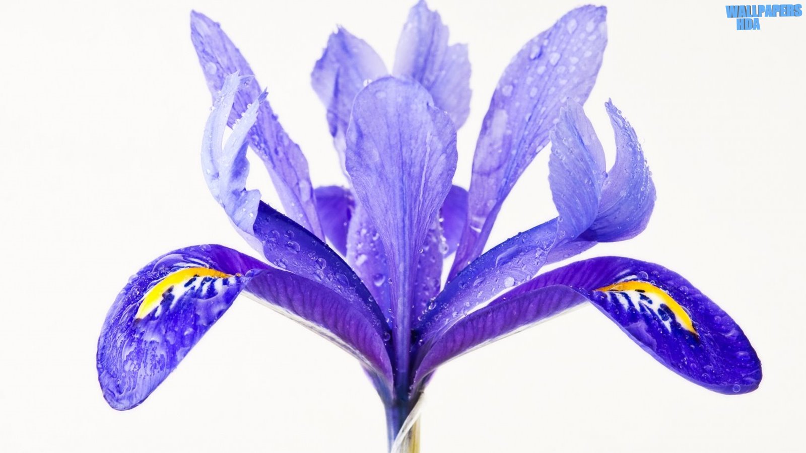 Water drops on a purple iris flower wallpaper 1600x900