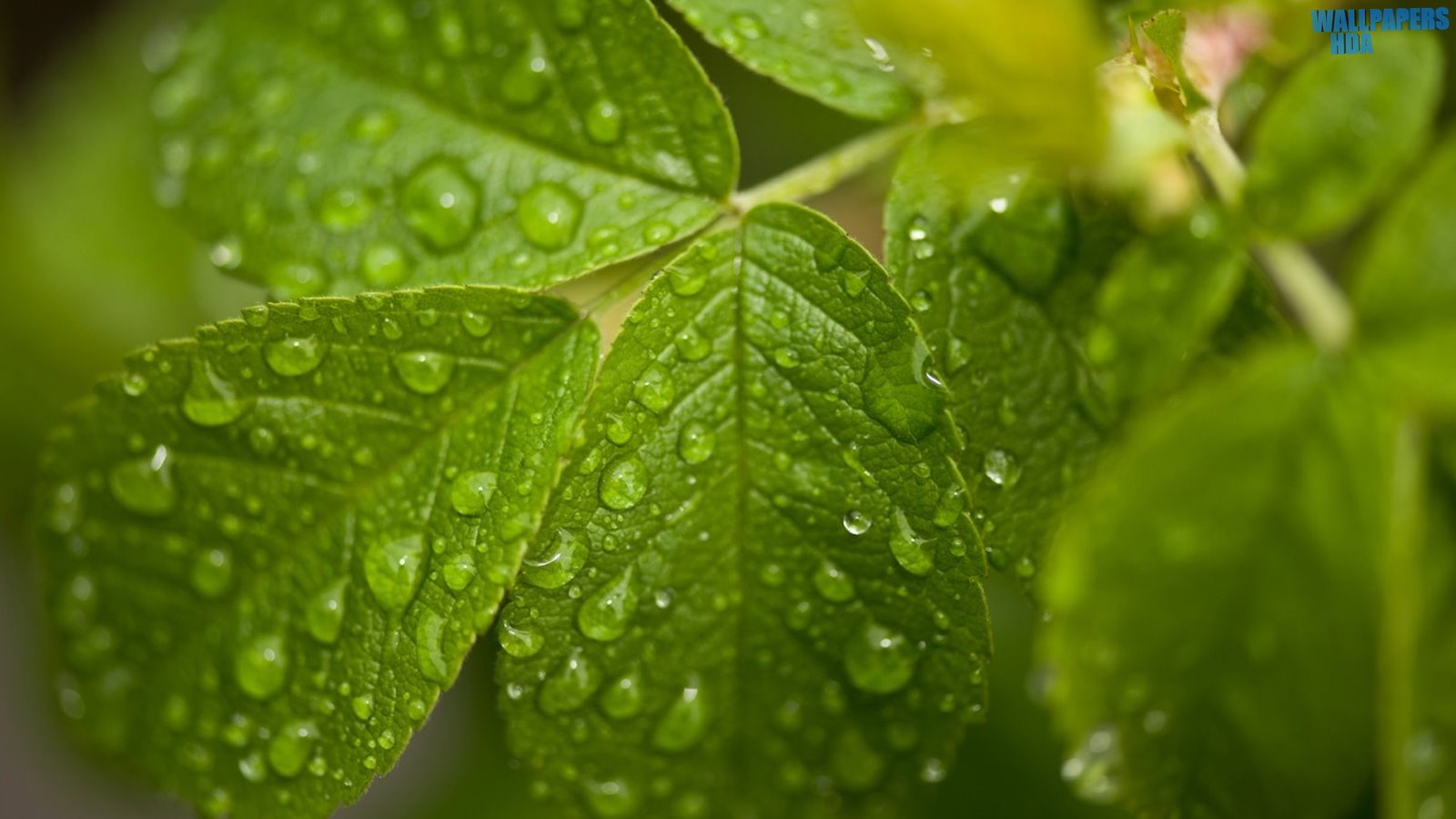 Water drops on leaves wallpaper 1600x900