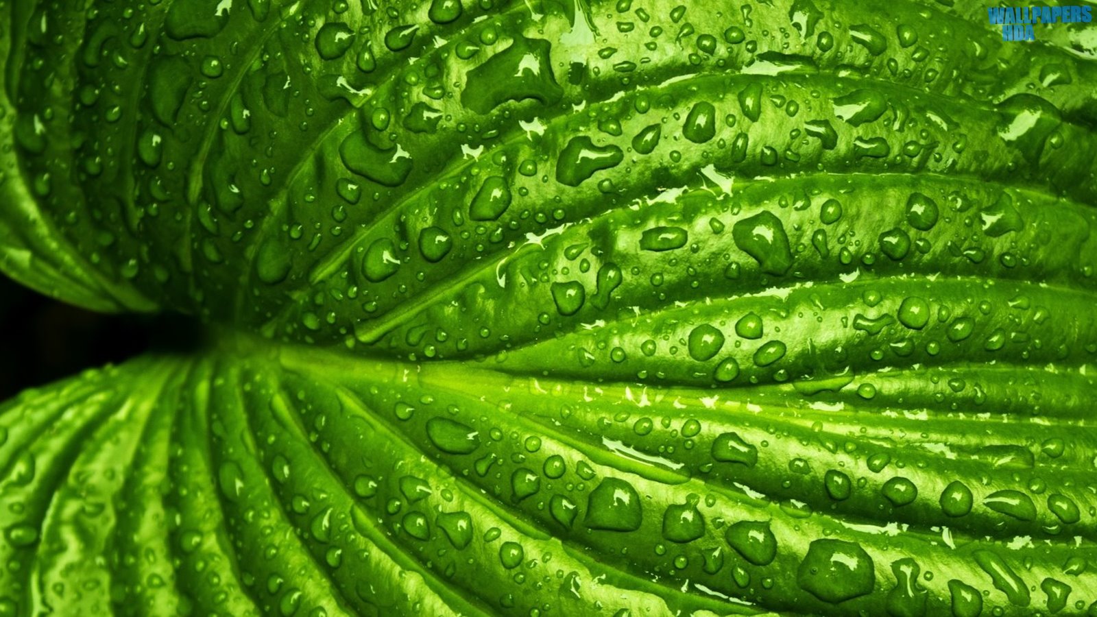 Wet leaf macro wallpaper 1600x900