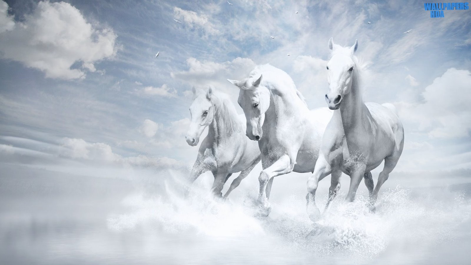 White horses wallpaper 1600x900
