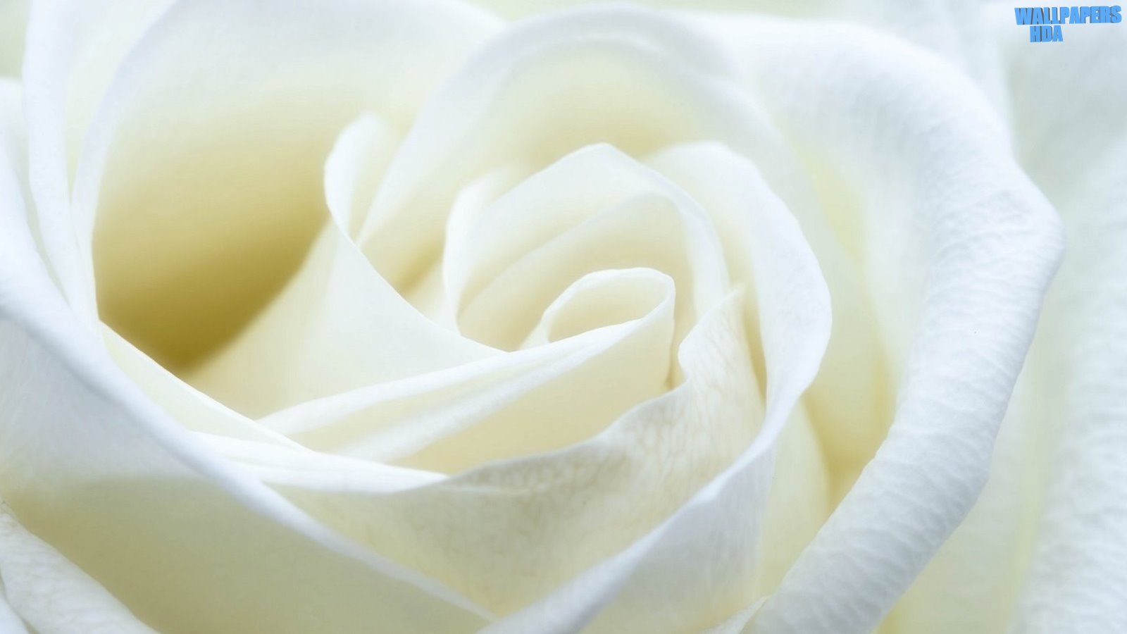 White rose 3 wallpaper 1600x900