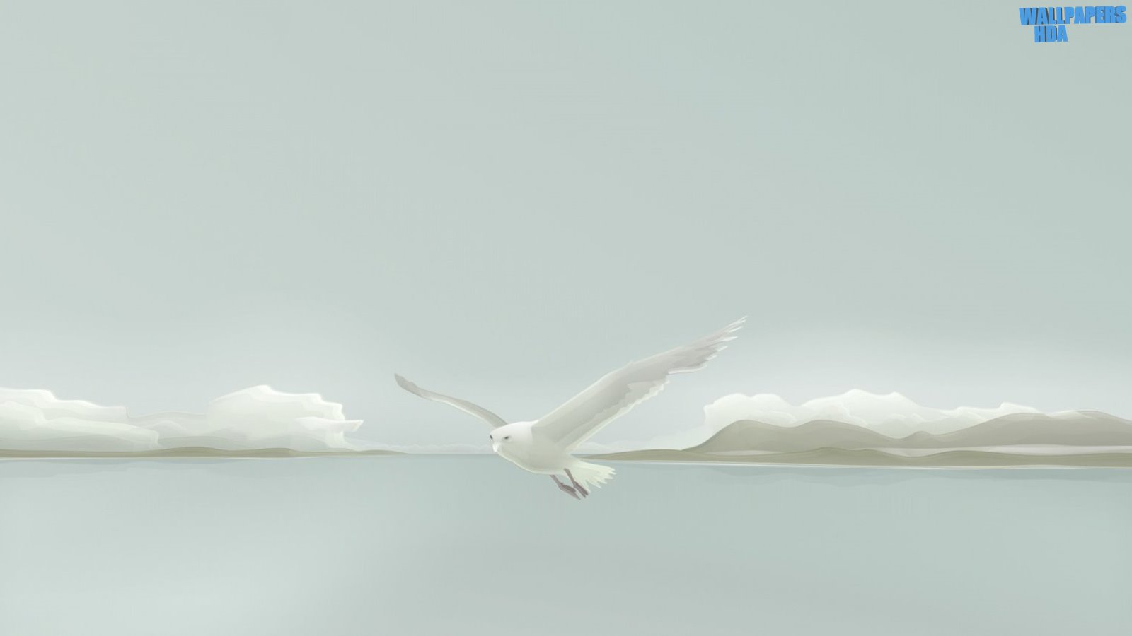 White seagull wallpaper 1600x900