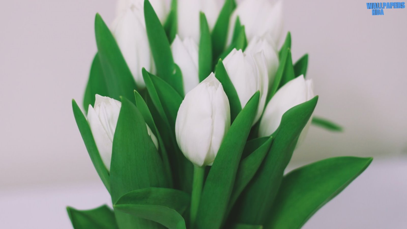 White tulips bouquet wallpaper 1600x900