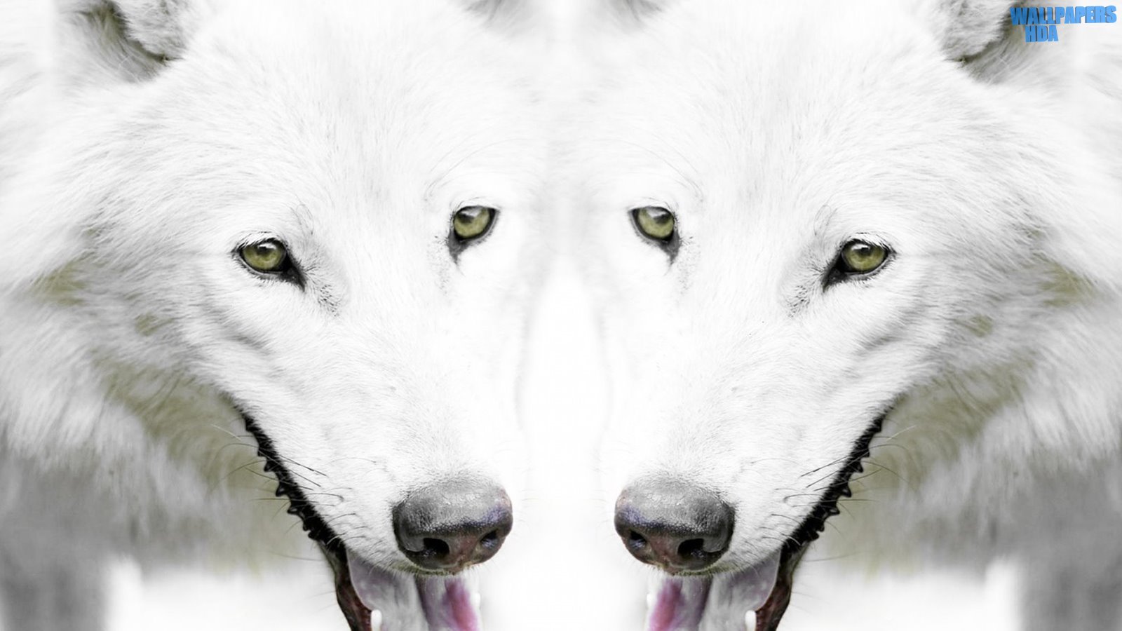 Wolf 6 wallpaper 1600x900