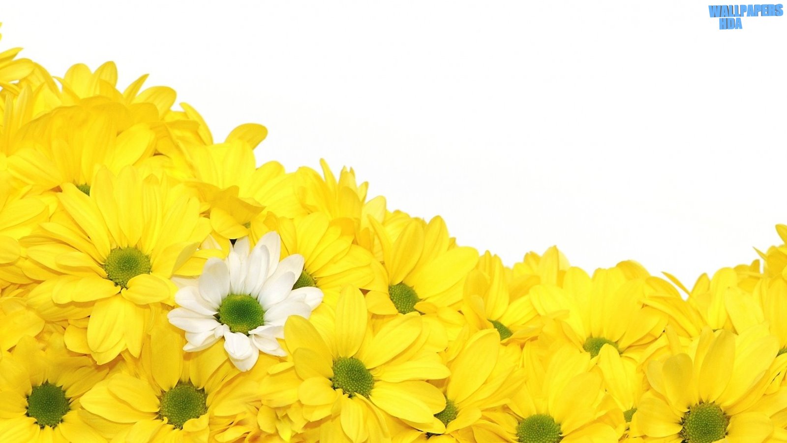 Yellow daisies wallpaper 1600x900