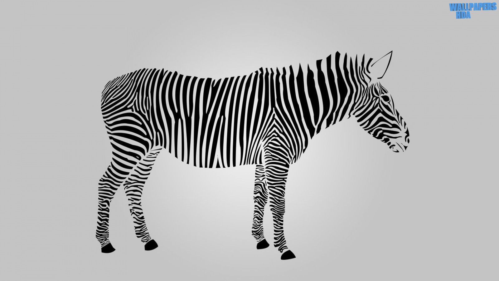 Zebra 2 wallpaper 1600x900