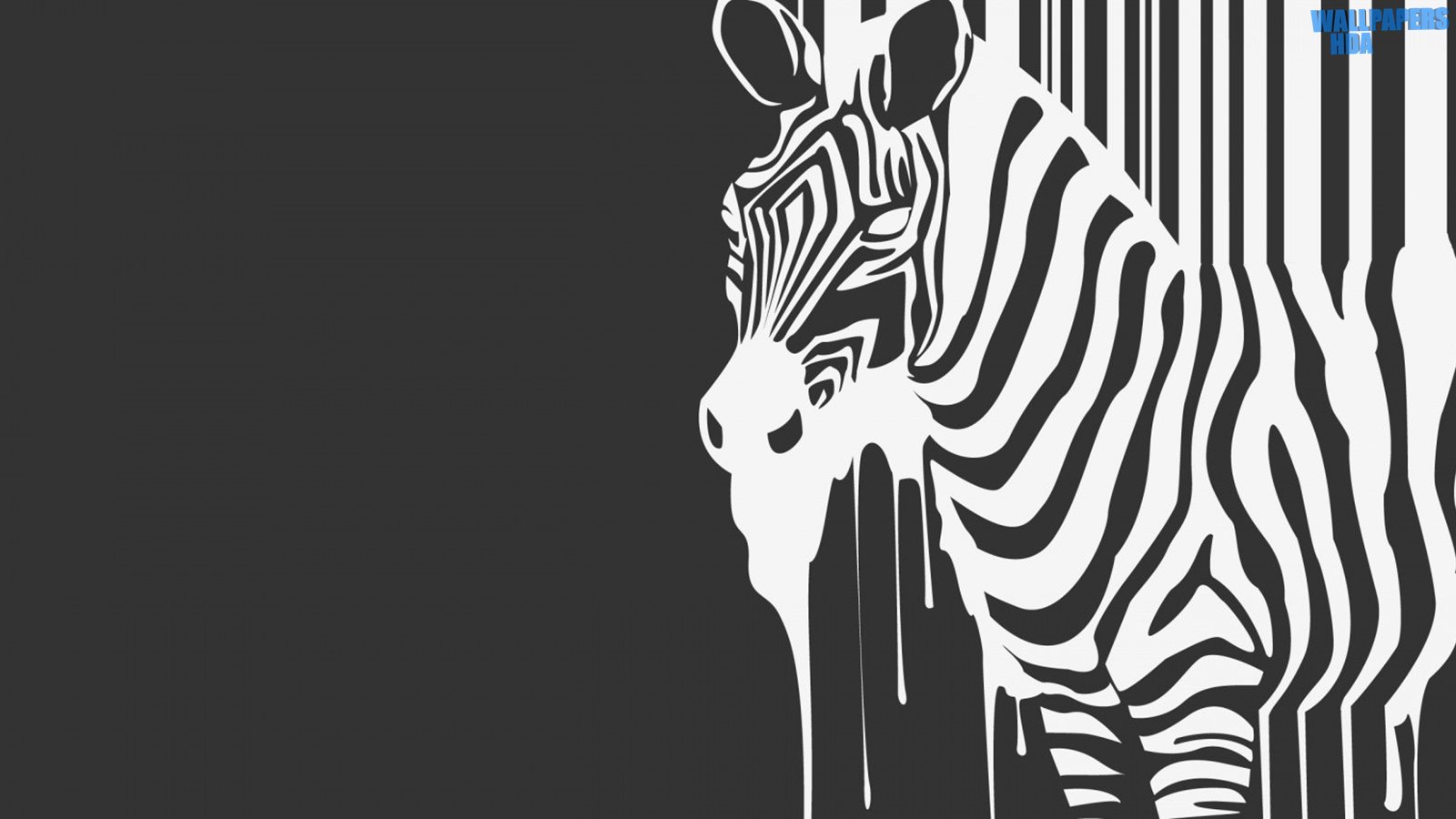 Zebra melting wallpaper 1600x900